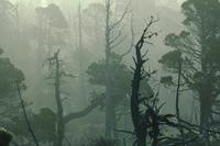 Landscapes : Trees in fog
