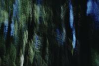 Landscapes : motion blur trees