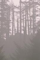 Landscapes : Forest in mist, or smoke