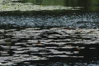 Lake in Stanley Park, with Cheryl Sacks
