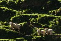 Lush landscape with sheep portraits