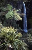 Bridal Veil Falls (Waireinga) with palm fronds and foliage in the foreground
