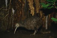 Kiwi bird 