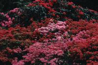 Pukeiti Rhododendron Gardens