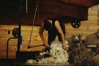 Shearing demonstration and show