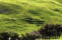 Rolling green hills and sheep