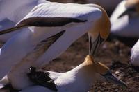 Australasian gannets