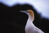 Australasian gannets, close-ups