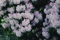 Rhododendron botanical gardens
