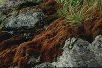 Red moss at roadside