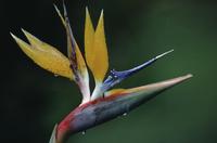 Bird of Paradise and other flowers