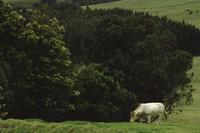Lush green landscapes with bull