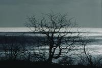 Tree silhouettes, dramatic ocean