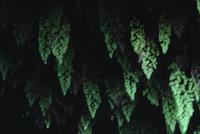 Ferns in cave