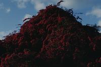Bright red bougainvillea