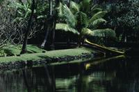 Scenes at Coco Palms, Wailua