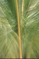Palm fronds, Na Pali coast