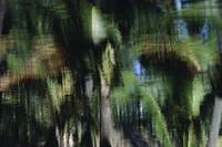 Reflections at Coco Palms, Wailua