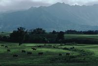 Cows  grazing, pastoral landscape
