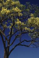 Yellow tree, dark blue sky