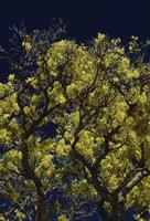 Yellow tree, dark blue sky