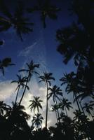 Palm trees at Coco Palms, Wailua (low angle)