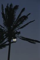 Moon at sunset behind palm tree