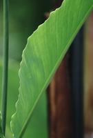 Hilo gardens : Large green leaf