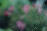Spider web and flowers in background