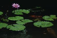 Lillies and carp, botanical gardens
