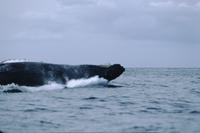 Whales, west coast 