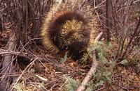 Porcupine on ground - close-ups