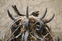 Birds' nest in wrought iron