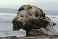 Image of a large piece of driftwood near beach, taken at photography workshop