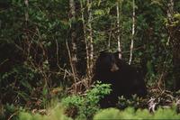 Black bear close-ups