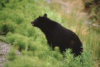 Black bear close-ups