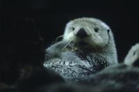 Sea otter (in zoo)