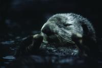 Sea otter (in zoo)
