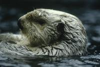 Sea otter (in zoo) 