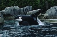 Whale show, Vancouver Aquarium