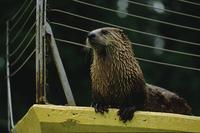 Sea otter (in zoo) 