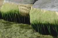Seaweed on rock