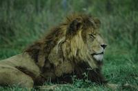 Lion (Animal Safari) 