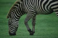 Zebra (Animal Safari) 