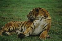 Tiger grooming (Animal Safari) 