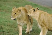 Pair of lionesses at Animal Safari