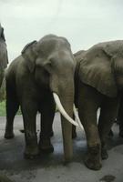 Animal Safari - elephants