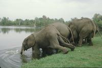 Animal Safari - elephants