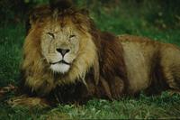Male lion at Animal Safari