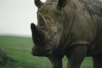 Various at Animal Safari : Rhinocerous
